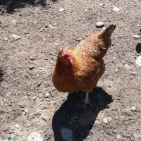 مرغ تخم گذار