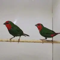 فنچ گلدین و فول اونجا و جامبو طوطی‌وار