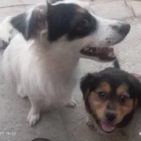 سگ پا کوتاه