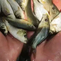 ماهی کپور|ماهی|گرگان, |دیوار