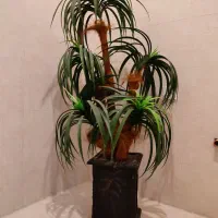 درختچه دکوری