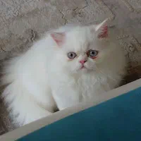 گربه پرشین نر سوپرفلت|گربه|رشت, پل تالشان|دیوار