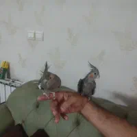 معاوضه ۲ عروس هلندی|پرنده|ری, دیلمان|دیوار