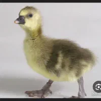 جوجه غاز و اردک اسرائیلی