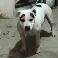 پیتبول ماده ۲۴ عیار