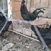 تخم مرغ سمانی