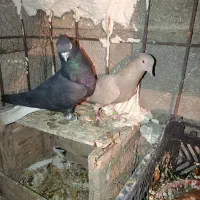 دم سفید|پرنده|بهبهان, |دیوار