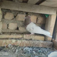 نر کله ای قاب بلند