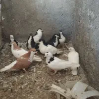 کبوتر. کفتر