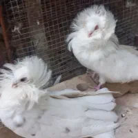 جفت سفید تزئینی عروس|پرنده|شیراز, کوشک میدان|دیوار