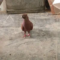 کفتر|پرنده|سبزوار, چهارراه فرودگاه|دیوار