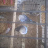 ۴ عدد مرغ عشق نر و مانده|پرنده|صومعه‌سرا, |دیوار