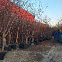 نهال ودرخت روتبال و گلدانی و ریشه ایی نهالستان|خدمات باغبانی و درختکاری|برخوار, |دیوار