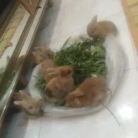 خرگوش لوپ جرسی پشمالو مینیاتوری|موش و خرگوش|شیراز, کوزه گری|دیوار