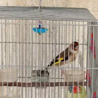 سهره|پرنده|شیراز, زرهی|دیوار