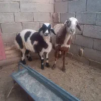 یک عدد میش بره نر|حیوانات مزرعه|قائن, |دیوار