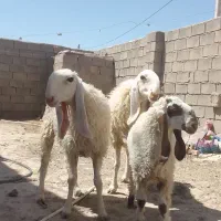 سه گوسفند مری اصل کامورایی آبست