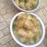 سمنواعلاخانگی مصباح|خوردنی و آشامیدنی|کرج, ساسانی (قلمستان)|دیوار