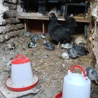 جوجه گلین طوسی