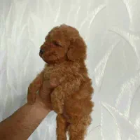 پودل دارک رد|سگ|اصفهان, وحید|دیوار