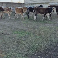 ۷ راس تلیسه قربانی نزاییده گوساله ماده گاو|حیوانات مزرعه|آق قلا, |دیوار