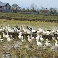 اوردکپکنیگوشتی|حیوانات مزرعه|فومن, |دیوار