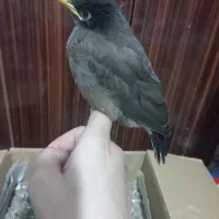 مینا