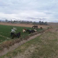 بز و بزغاله پرواری|حیوانات مزرعه|مبارکه, |دیوار