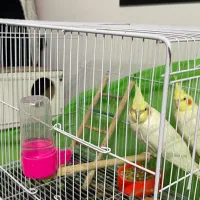 عروس هلندی لوتینو طوطی عروس|پرنده|مشهد, هفده شهریور|دیوار