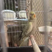 عروس هلندی|پرنده|کرج, شهرک بنفشه|دیوار