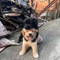 سگ پیدا شده