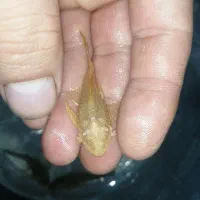 ماهی کت فیش