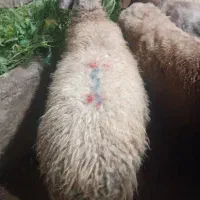 گوسفند .6راس میش جوان ابستن دو راس وره مار|حیوانات مزرعه|طبقده, |دیوار