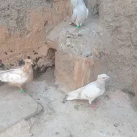 کبوتر رنگی|پرنده|سبزوار, امیر کبیر|دیوار