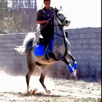 مادیان کرد.