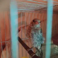 جوجه سهره نر