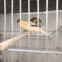 قناری مفت عالی خوش ذات|پرنده|یزد, |دیوار