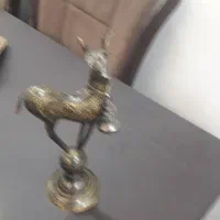 بزکوهی برنجه زیبا و سالم