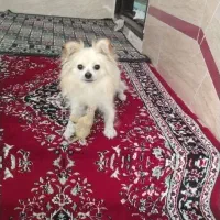 پامرروبهی هست یک سالشه ماده هستش