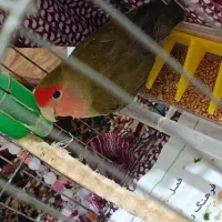 طوطی برزیلی شیطون جوانه نر