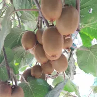 میوه کیوی