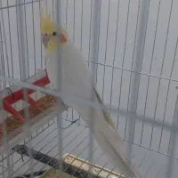 عروس هلندی|پرنده|آباده, |دیوار