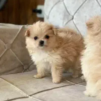 پامرین‌اشپیتز2ماهه عروسکی سایز ریز فقط۴/۳۰۰واگذاری|سگ|کرج, جهان‌شهر|دیوار