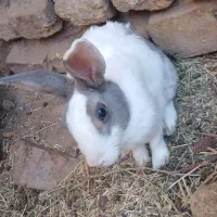 خرگوش نر و ماده