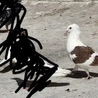 کفتر