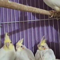 پنج عدد عروس هلندی|پرنده|مشهد, رستگار|دیوار