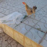 مرغ تخم گزار|پرنده|ابرکوه, |دیوار