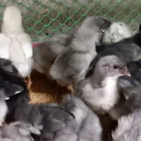 جوجه ۲۰روزه ایسبار