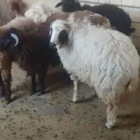 گوسفند نر جهت فروش