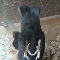 کبوتر. ماده بهبونی اصل.فساا|پرنده|شیراز, باهنر|دیوار